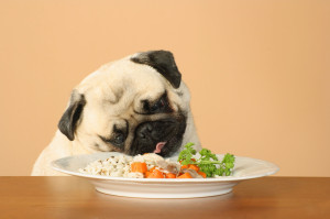 health food for dog