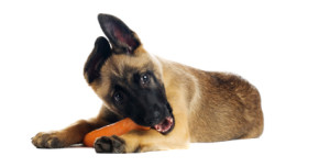 Cute puppy eating a tasty carrot