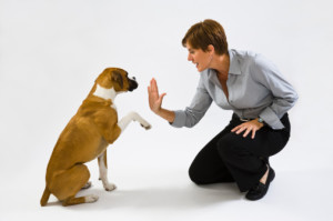 dog training2