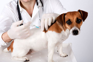 dog vaccination1