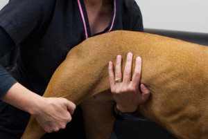 Canine Hip Dysplasia1