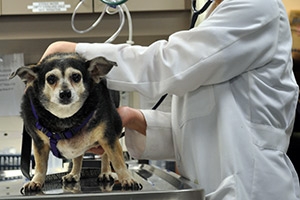 Canine Hip Dysplasia2