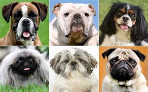 Dog Breeds