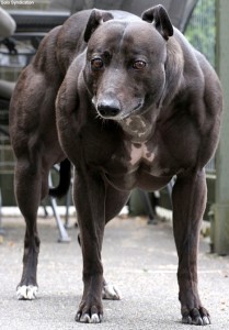 Steroids for Dog5