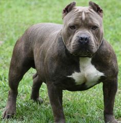 Steroids for Dogs3