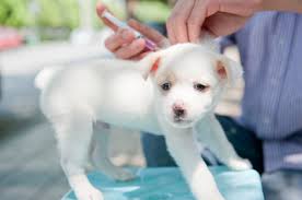 Vaccinations for dogs1