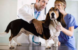 health problems in your dog