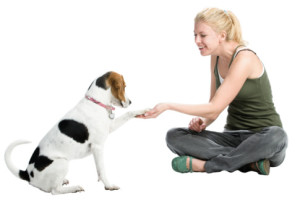 dog training basics