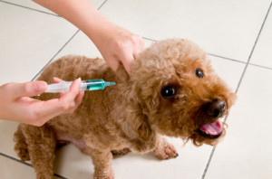 dog vaccination5