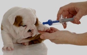 dog vaccination9