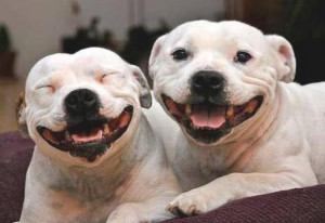 happydogs