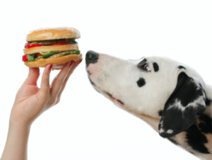 dog looking at the hamburger