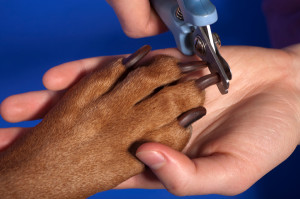 trimming dogs nails